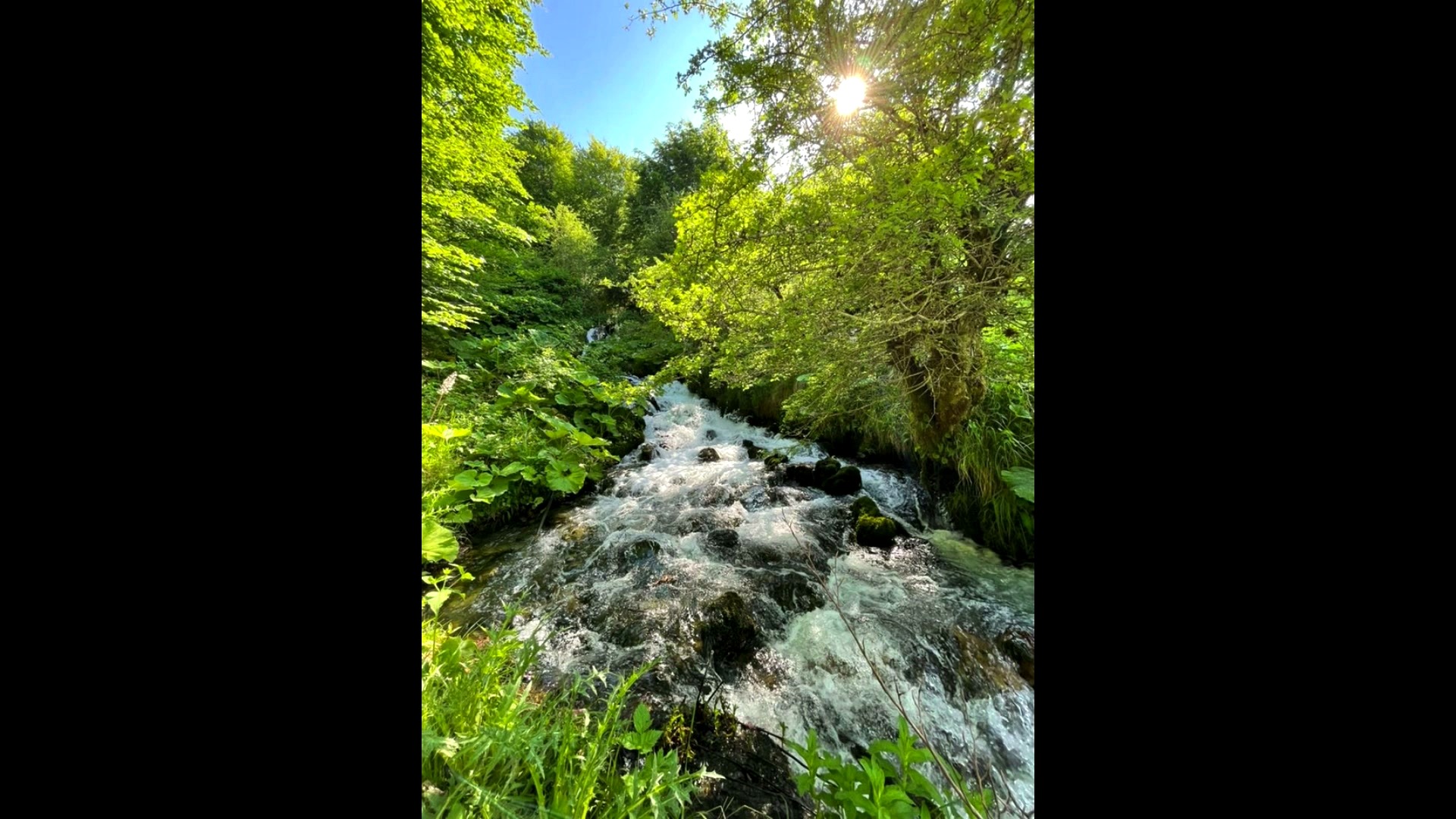 Natural stream in Albanian forest
